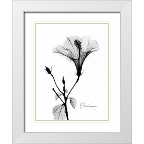 Hibiscus  White Modern Wood Framed Art Print with Double Matting by Koetsier, Albert