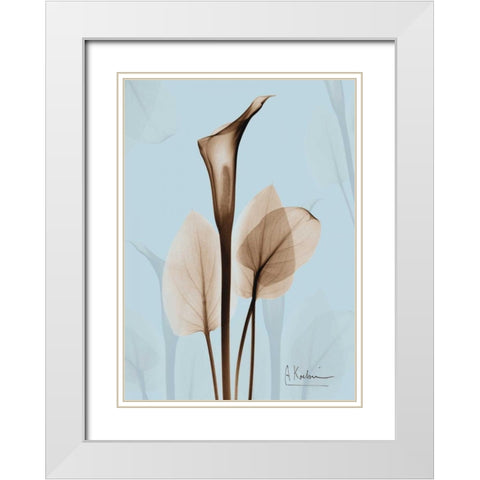 Calla Lily Brown on Blue 2 White Modern Wood Framed Art Print with Double Matting by Koetsier, Albert