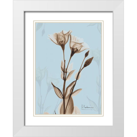 Tulips Brown on Blue White Modern Wood Framed Art Print with Double Matting by Koetsier, Albert