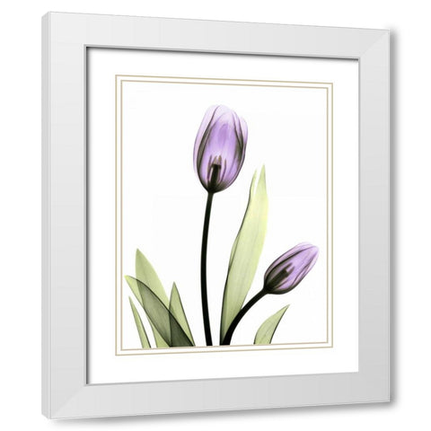 Purple Tulips White Modern Wood Framed Art Print with Double Matting by Koetsier, Albert