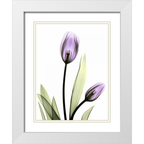 Purple Tulips White Modern Wood Framed Art Print with Double Matting by Koetsier, Albert