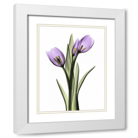 Purple Tulips 2 White Modern Wood Framed Art Print with Double Matting by Koetsier, Albert