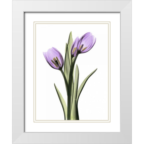 Purple Tulips 2 White Modern Wood Framed Art Print with Double Matting by Koetsier, Albert