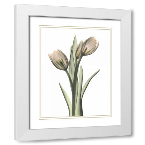 Tulip Pair in Color White Modern Wood Framed Art Print with Double Matting by Koetsier, Albert