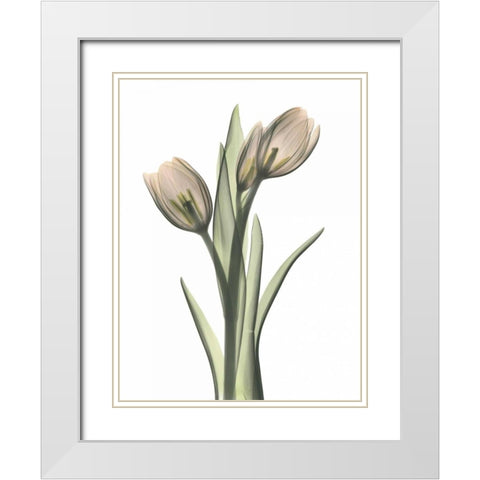 Tulip Pair in Color White Modern Wood Framed Art Print with Double Matting by Koetsier, Albert