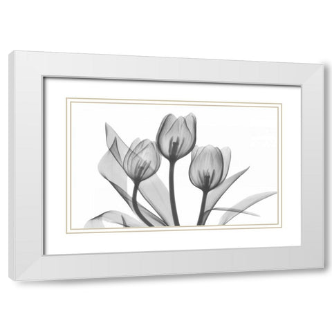 Tulips Three in BandW White Modern Wood Framed Art Print with Double Matting by Koetsier, Albert