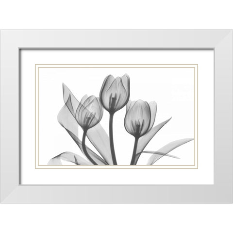 Tulips Three in BandW White Modern Wood Framed Art Print with Double Matting by Koetsier, Albert