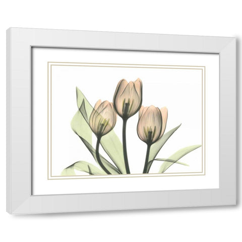 Tulips Three in Color White Modern Wood Framed Art Print with Double Matting by Koetsier, Albert