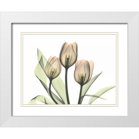 Tulips Three in Color White Modern Wood Framed Art Print with Double Matting by Koetsier, Albert