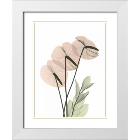 Flamingo in Color White Modern Wood Framed Art Print with Double Matting by Koetsier, Albert