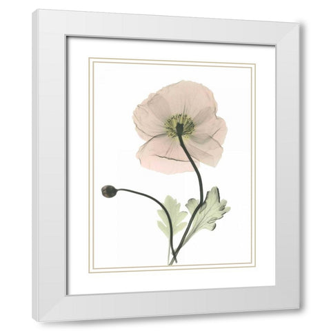 Iceland Poppy White Modern Wood Framed Art Print with Double Matting by Koetsier, Albert