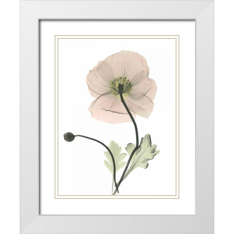 Iceland Poppy White Modern Wood Framed Art Print with Double Matting by Koetsier, Albert