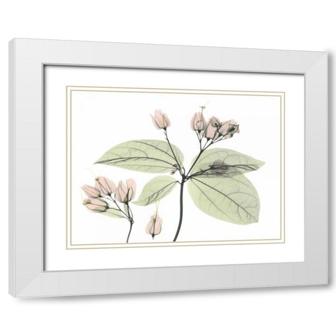 Bleeding Heart in Color White Modern Wood Framed Art Print with Double Matting by Koetsier, Albert