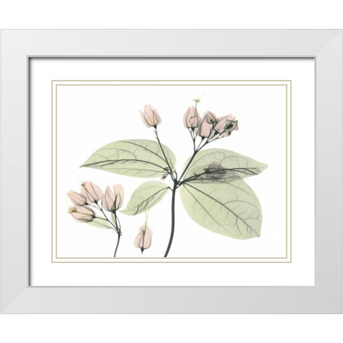 Bleeding Heart in Color White Modern Wood Framed Art Print with Double Matting by Koetsier, Albert