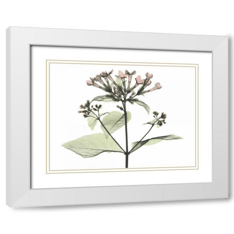 Bouvardia in Color White Modern Wood Framed Art Print with Double Matting by Koetsier, Albert