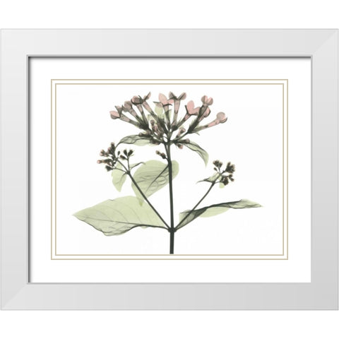 Bouvardia in Color White Modern Wood Framed Art Print with Double Matting by Koetsier, Albert