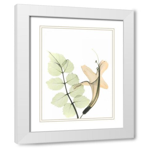 Honey Suckle in Color White Modern Wood Framed Art Print with Double Matting by Koetsier, Albert