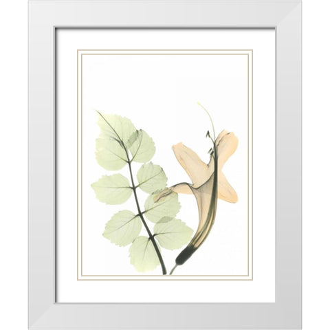 Honey Suckle in Color White Modern Wood Framed Art Print with Double Matting by Koetsier, Albert