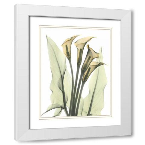 Calla Lily Bunch in Color White Modern Wood Framed Art Print with Double Matting by Koetsier, Albert