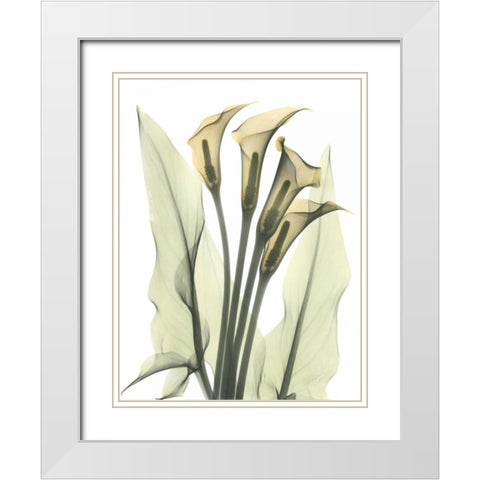 Calla Lily Bunch in Color White Modern Wood Framed Art Print with Double Matting by Koetsier, Albert