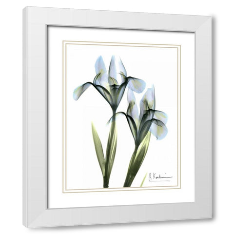 Blue Iris Pair White Modern Wood Framed Art Print with Double Matting by Koetsier, Albert