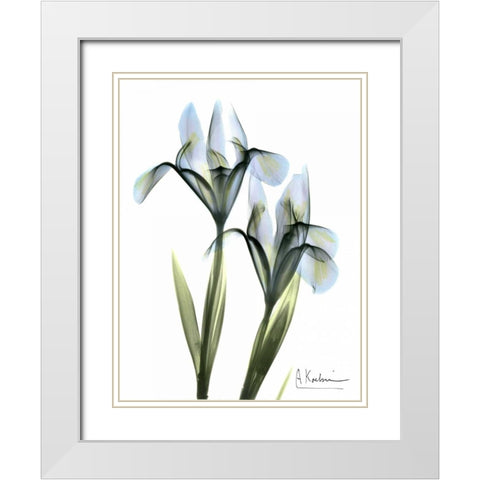 Blue Iris Pair White Modern Wood Framed Art Print with Double Matting by Koetsier, Albert