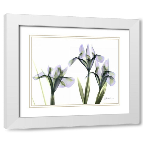 Blue Iris Triple White Modern Wood Framed Art Print with Double Matting by Koetsier, Albert