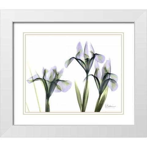 Blue Iris Triple White Modern Wood Framed Art Print with Double Matting by Koetsier, Albert