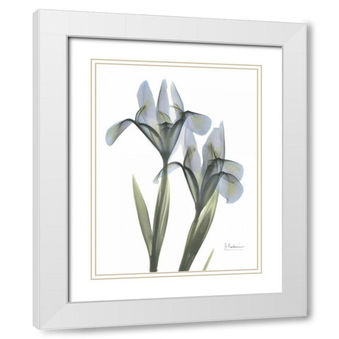 Japanese Iris White Modern Wood Framed Art Print with Double Matting by Koetsier, Albert