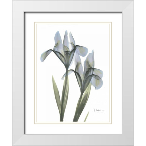 Japanese Iris White Modern Wood Framed Art Print with Double Matting by Koetsier, Albert