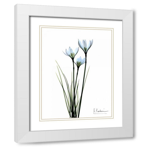 White Rain Lily White Modern Wood Framed Art Print with Double Matting by Koetsier, Albert