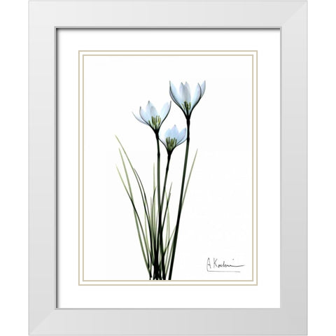 White Rain Lily White Modern Wood Framed Art Print with Double Matting by Koetsier, Albert