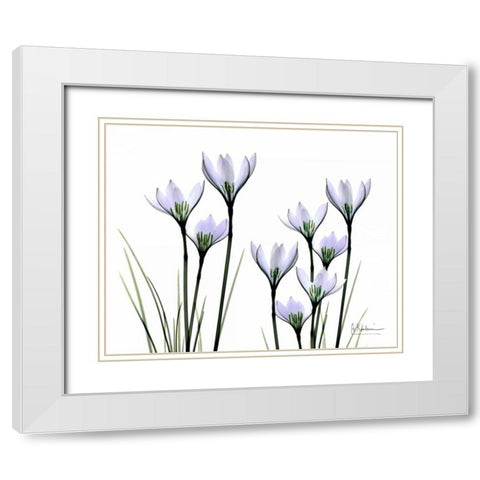 White Rain Lily in Bloom White Modern Wood Framed Art Print with Double Matting by Koetsier, Albert