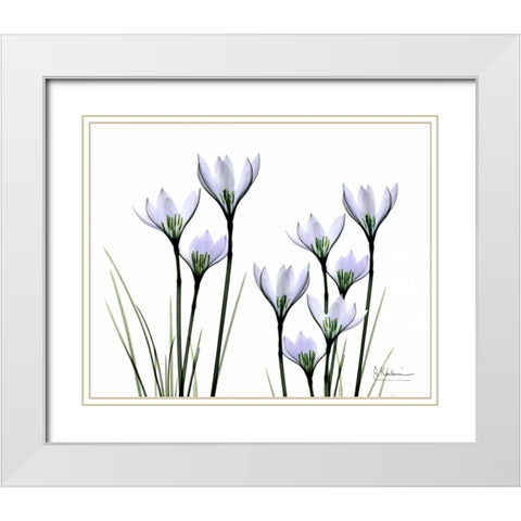 White Rain Lily in Bloom White Modern Wood Framed Art Print with Double Matting by Koetsier, Albert