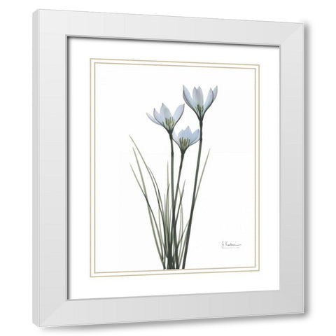 White Rain Lily White Modern Wood Framed Art Print with Double Matting by Koetsier, Albert