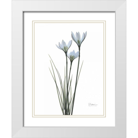 White Rain Lily White Modern Wood Framed Art Print with Double Matting by Koetsier, Albert