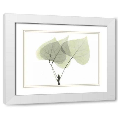 Aspen White Modern Wood Framed Art Print with Double Matting by Koetsier, Albert