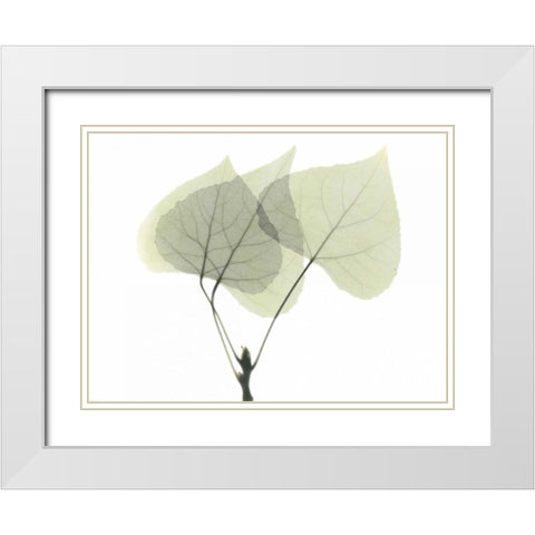 Aspen White Modern Wood Framed Art Print with Double Matting by Koetsier, Albert