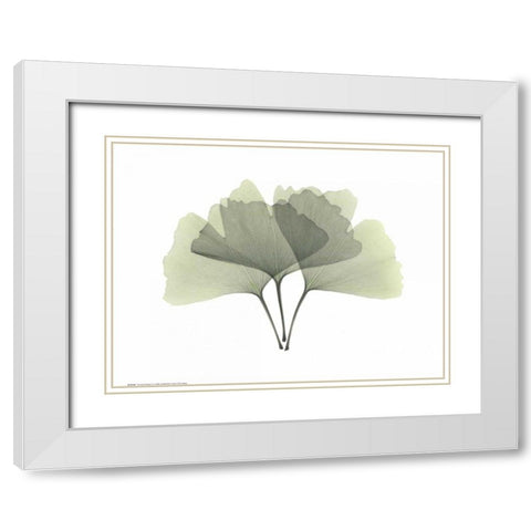 Ginkgo White Modern Wood Framed Art Print with Double Matting by Koetsier, Albert