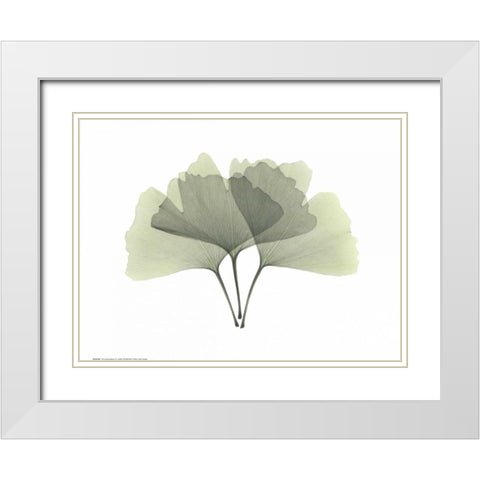 Ginkgo White Modern Wood Framed Art Print with Double Matting by Koetsier, Albert