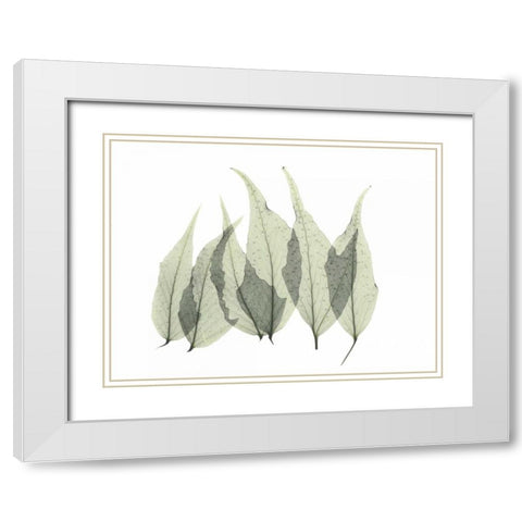 Japanese Fern White Modern Wood Framed Art Print with Double Matting by Koetsier, Albert