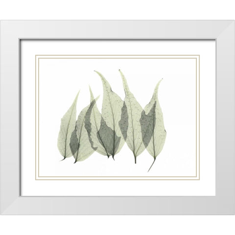 Japanese Fern White Modern Wood Framed Art Print with Double Matting by Koetsier, Albert