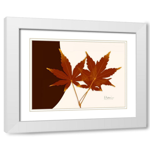 Japanese Maple on Brown and Beige White Modern Wood Framed Art Print with Double Matting by Koetsier, Albert