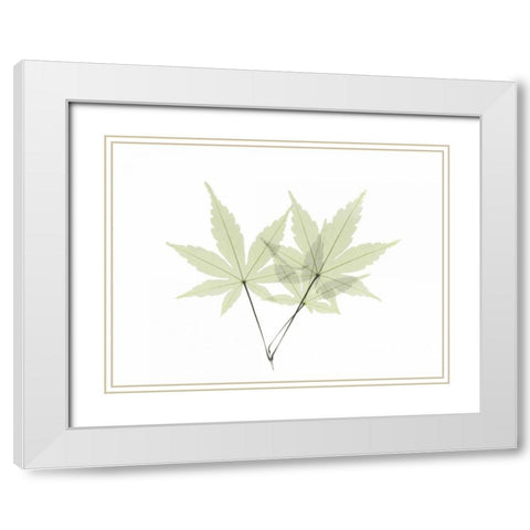 Japanese Maple White Modern Wood Framed Art Print with Double Matting by Koetsier, Albert