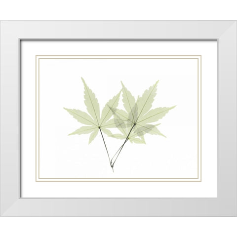 Japanese Maple White Modern Wood Framed Art Print with Double Matting by Koetsier, Albert