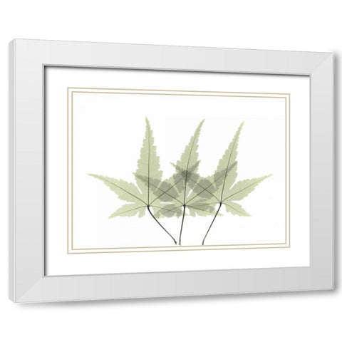 Japanese Maple 2 White Modern Wood Framed Art Print with Double Matting by Koetsier, Albert
