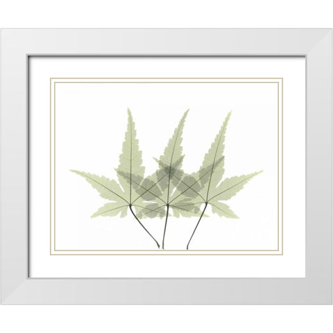 Japanese Maple 2 White Modern Wood Framed Art Print with Double Matting by Koetsier, Albert