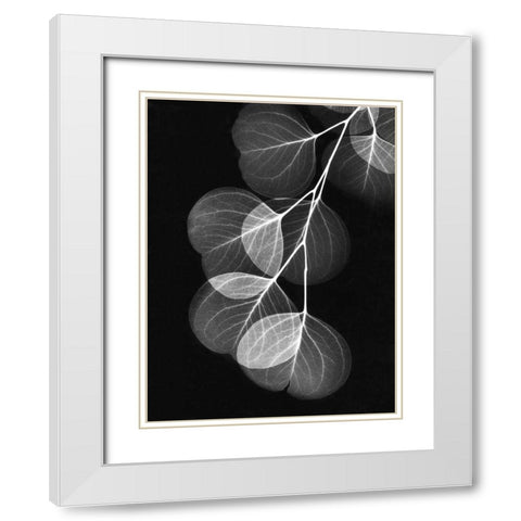 Eucalyptus on Black White Modern Wood Framed Art Print with Double Matting by Koetsier, Albert