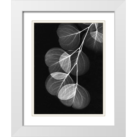 Eucalyptus on Black White Modern Wood Framed Art Print with Double Matting by Koetsier, Albert