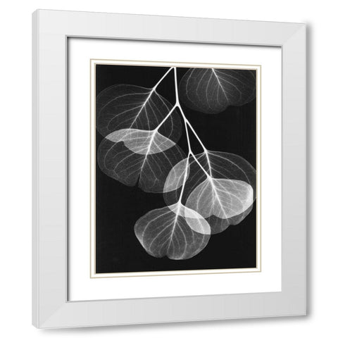 Eucalyptus on Black 2 White Modern Wood Framed Art Print with Double Matting by Koetsier, Albert
